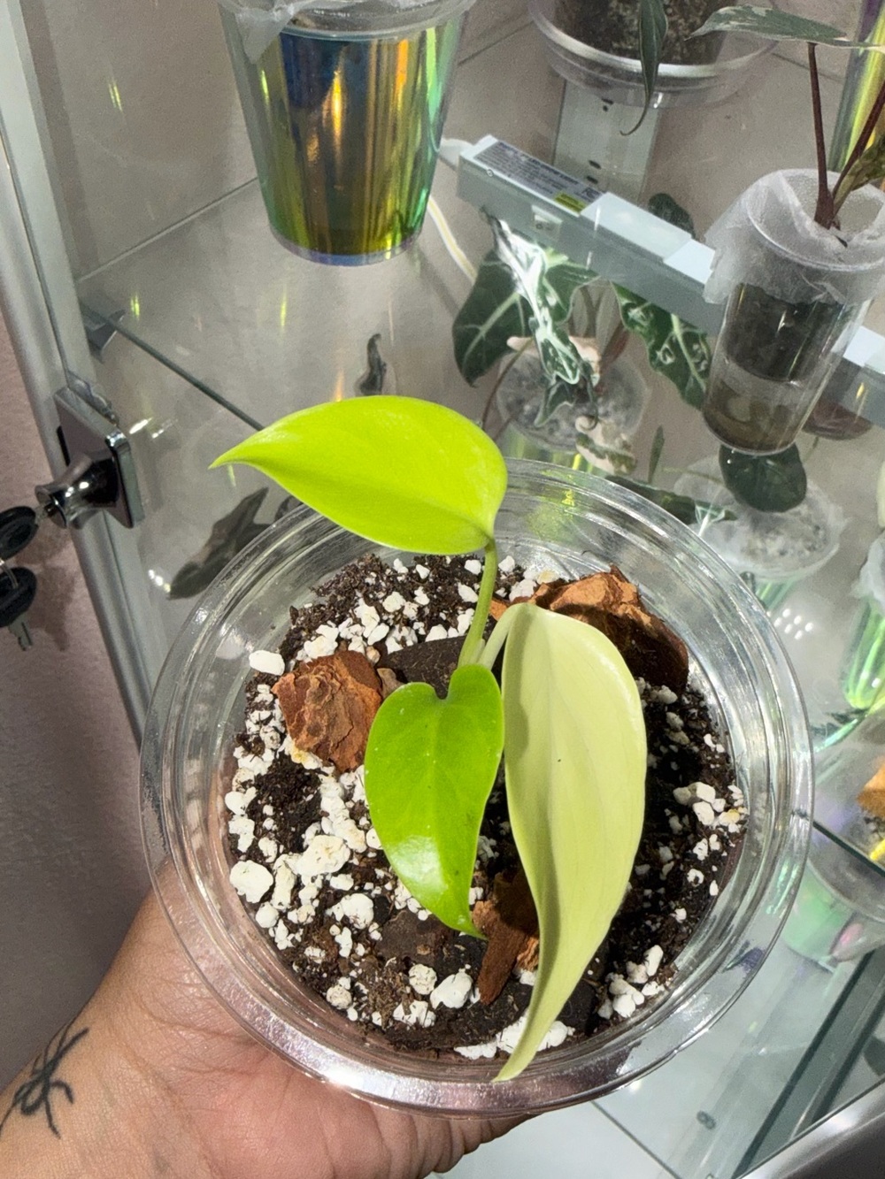 Monstera lemon lime